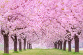 Blooming Cherry Flower Tree Beside Road Photography  Backdrop J-0354 Shopbackdrop